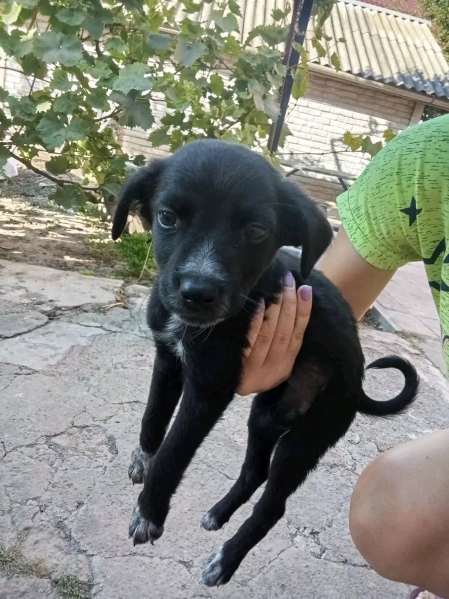 Київ та область
У селі підкинули цуценятко-дівчинку. Вона нічого поганого нікому не зробила, просто опинилася непотрібною…

 Зараз її прихистили у загороді для курей. Замість будки — картонна коробка.
А надворі вже осінь, холод, дощ…

📞 0 (66) 362 40 77
🚗 Доставка можлива.