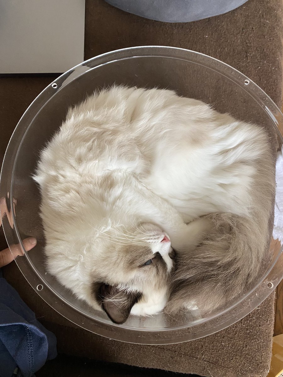 Catcastle__'s tweet photo. 丸が大好き https://t.co/xsbw4rA3nd