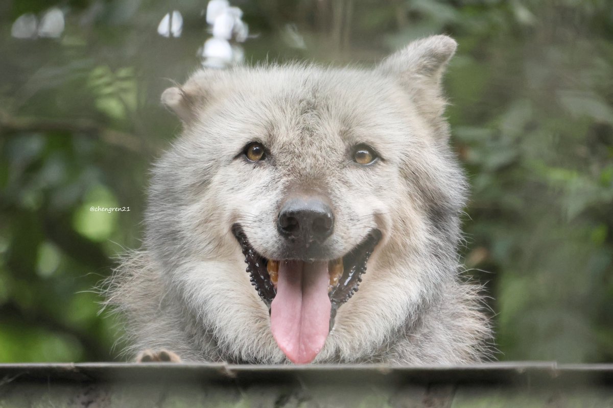 ノンノちゃんわふわふ #富山市ファミリーパーク #シンリンオオカミ