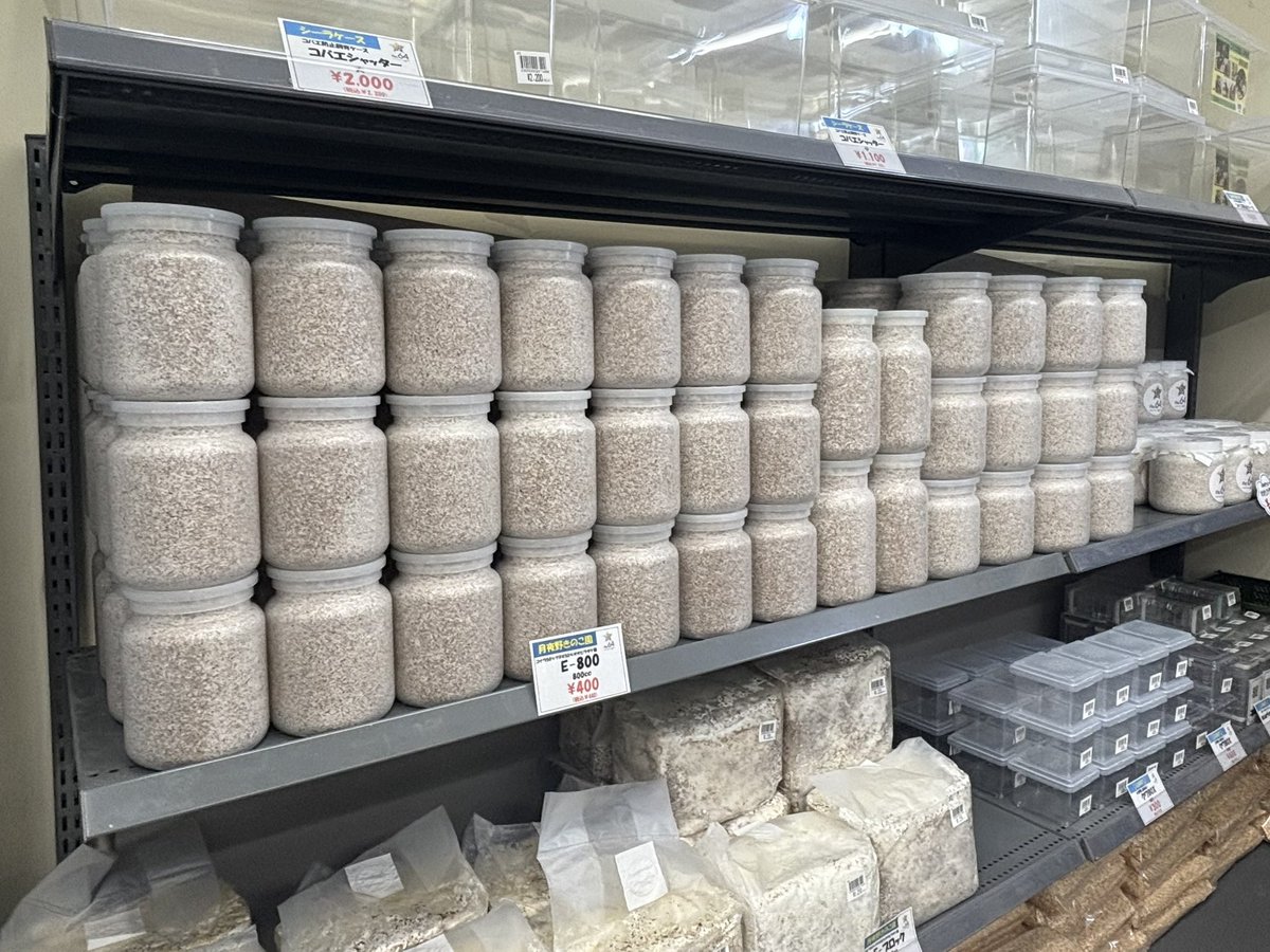 月夜野きのこ園製菌糸たくさん入荷しました✨