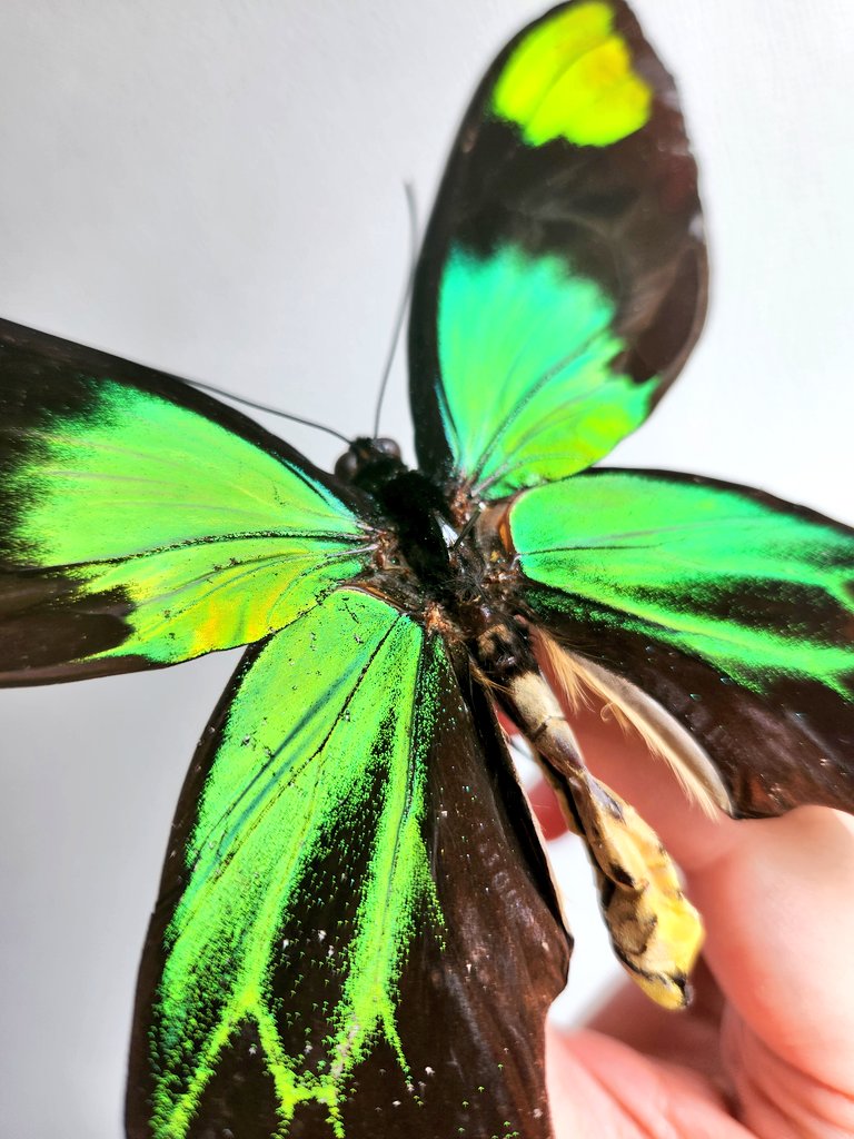 ビクトリアトリバネアゲハ♂♀ ビクトリアトリバネアゲハ [ペア] Ornithoptera victoriae