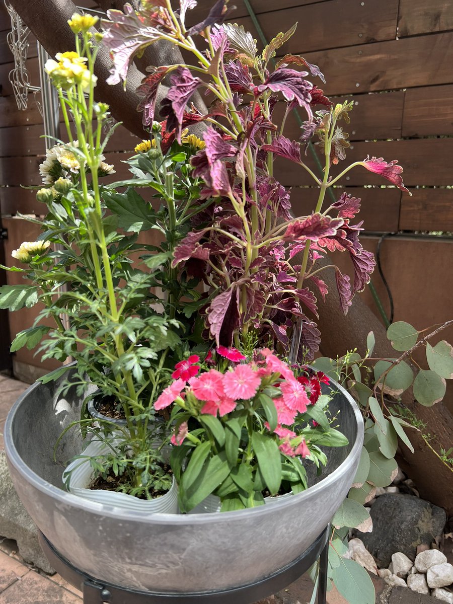 そばかす　リメイク鉢　お花 そばかす リメイク鉢 お花 yuzuka's succulent/多肉植物