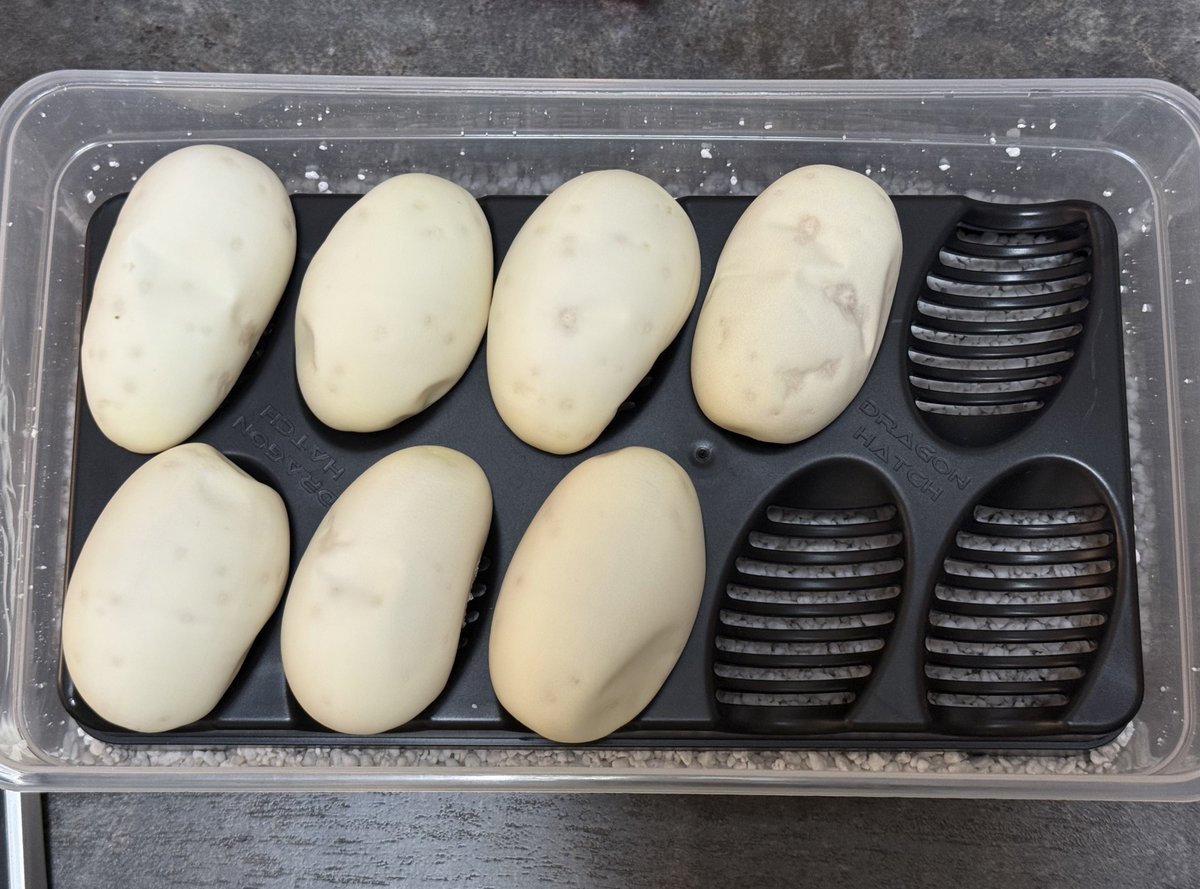 asahi_royals's tweet image. #4
Pompeiiクラッチ産んでました😍
綺麗な有精卵7個🥚✨
最終脱皮から39日、血管もバッチリで安心しました😮💨💓
ママ全然卵守る気無くて、目の前で剥がし作業出来ちゃった😂任せた方が良いってわかってくれてるのかな?☺️笑
#Ballpython
#αRsCB
#ボールパイソン