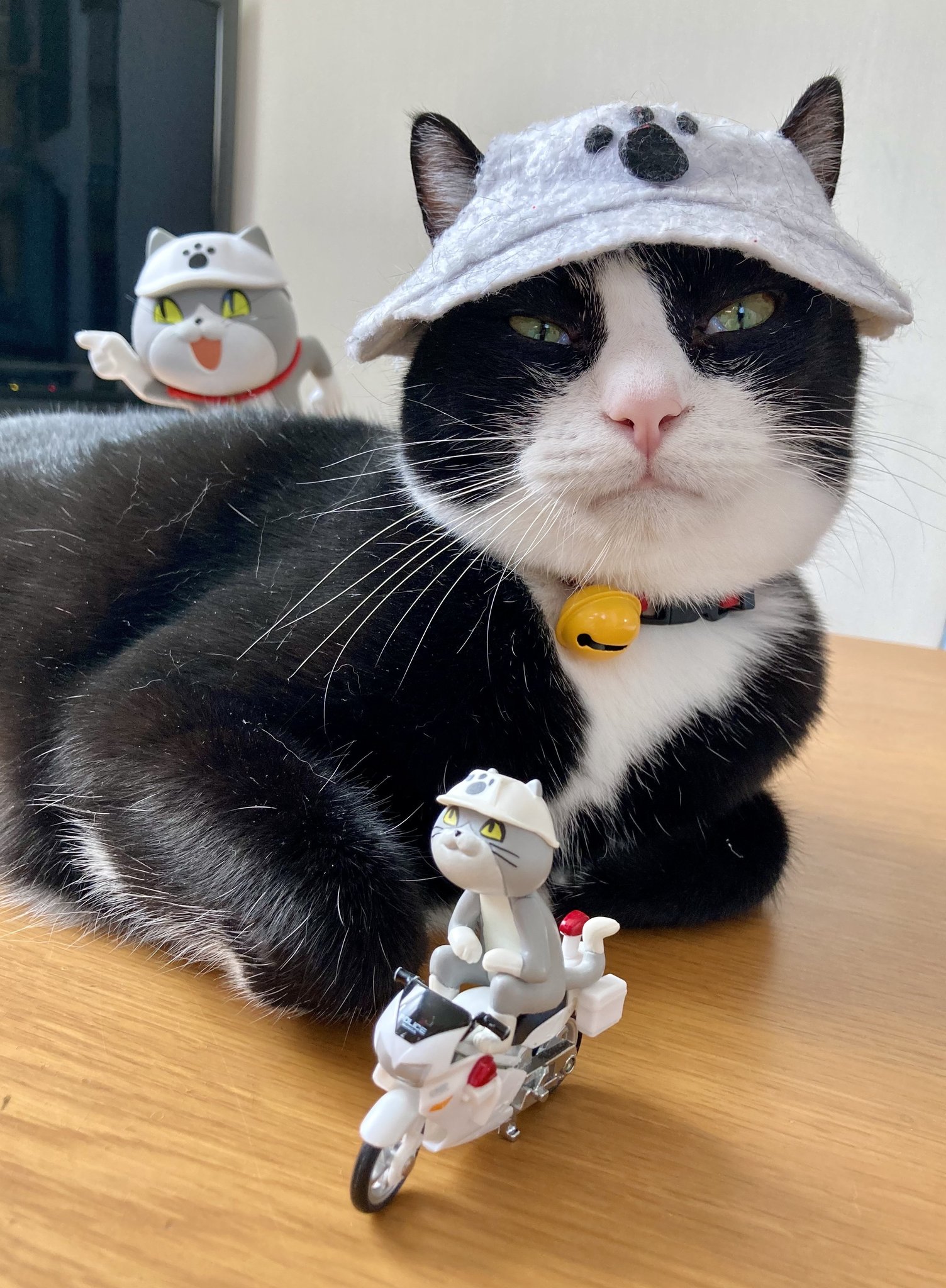 ぷみお現場の猫 on X: 