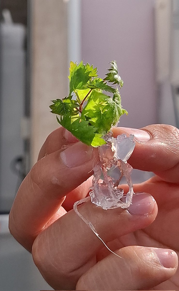 Eduardo Martinez tweet media