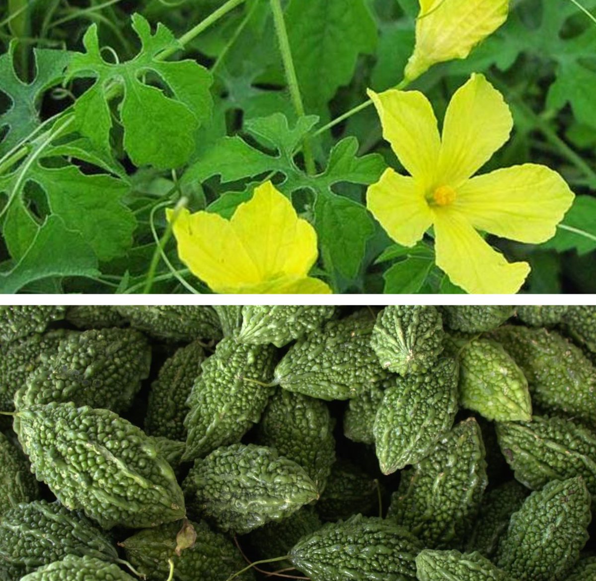 Bitter Gourd in Hua Hin: Health Benefits, Culinary Uses &amp; Where to Find (มะระขี้นก) huahinservices.blogspot.com/2025/08/bitter…