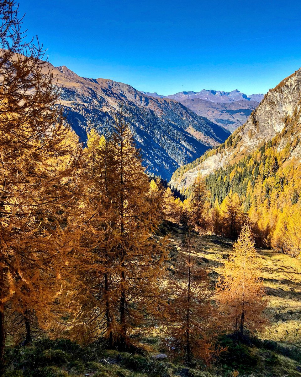 bergwelt_me's tweet image. Wer freut sich auch schon auf die bevorstehende Farbenpracht? 🍂🤩

#Bergwelt #Schweiz #Herbst #Wandern #GoldenerHerbst #IndianSummer