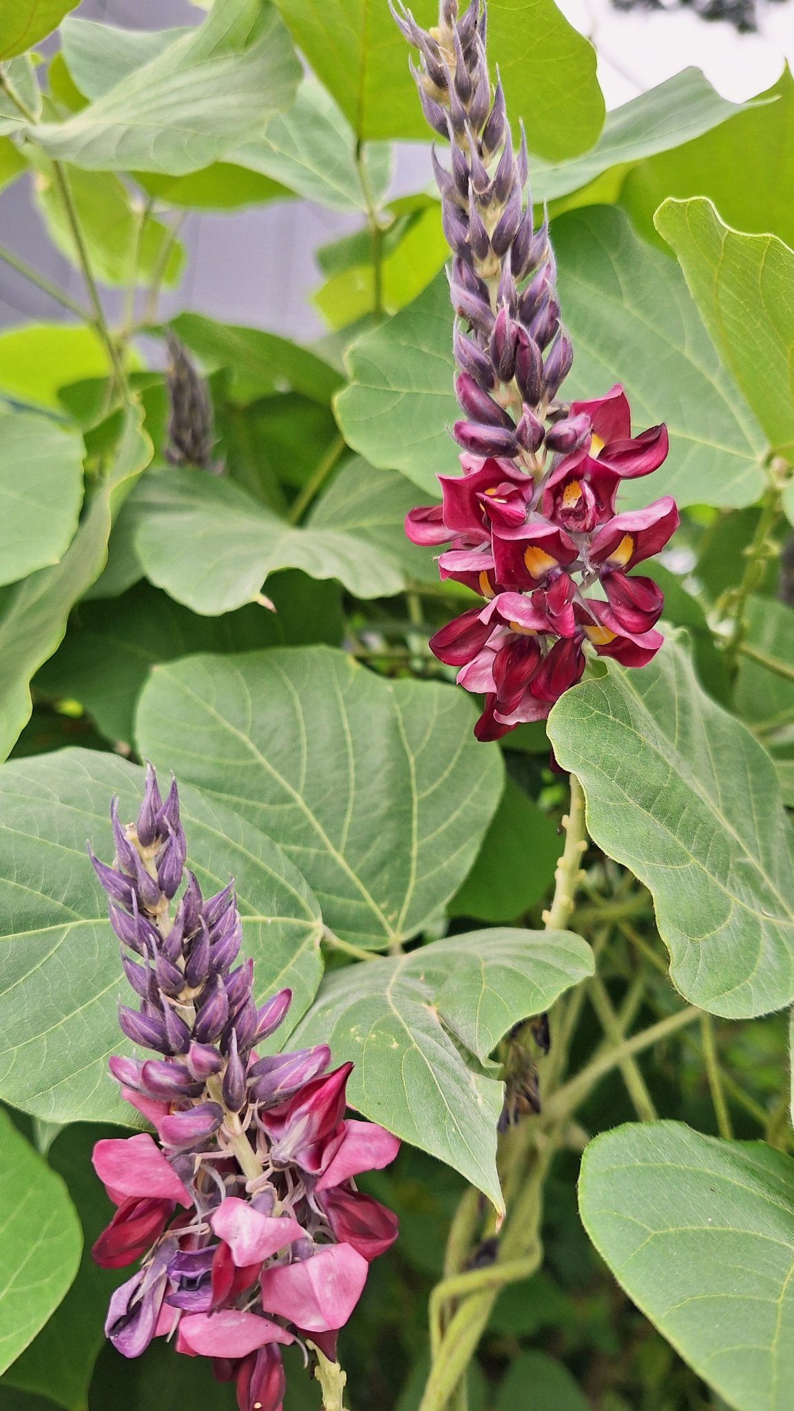 さちまる。 さちまる (@sachimaru) / X