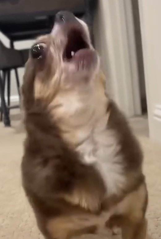 Por milésima vez, ¡¡¡NO QUIERO HABLAR DE POLÍTICA!!! ¡¡¡PREFIERO ESPECIALIZARME EN SICARIATO E IR A CAZAR A MADURO POR MI PROPIA CUENTA ANTES QUE HABLAR SOBRE POLÍTICA CON UNA PERSONA EXTREMISTA QUE SOLO SABE DECIR "MIS IDEALES SON MEJORES QUE LOS TUYOS" LPM!!!