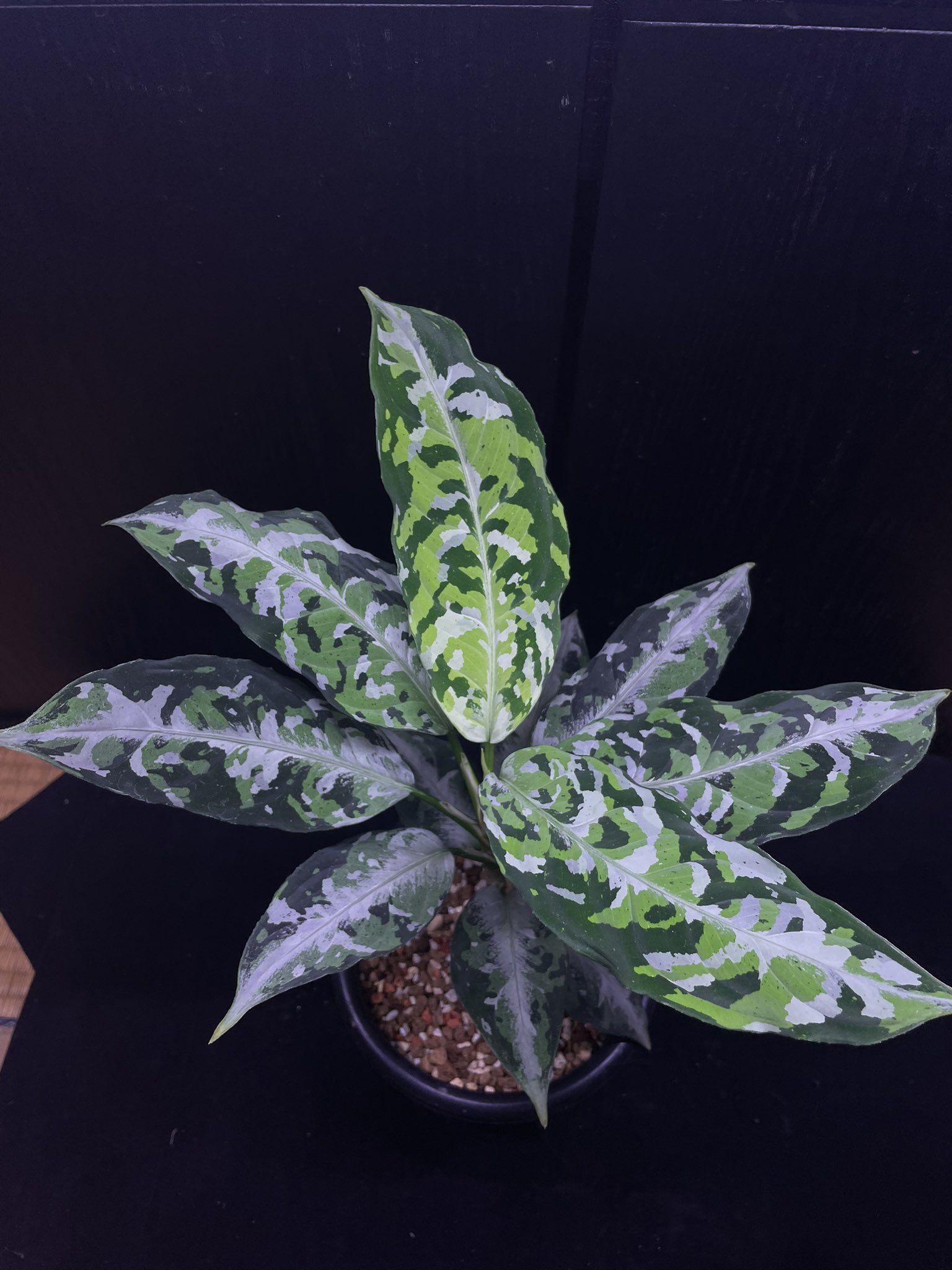 アグラオネマ柳緑花紅 柳緑花紅Aglaonema pictum