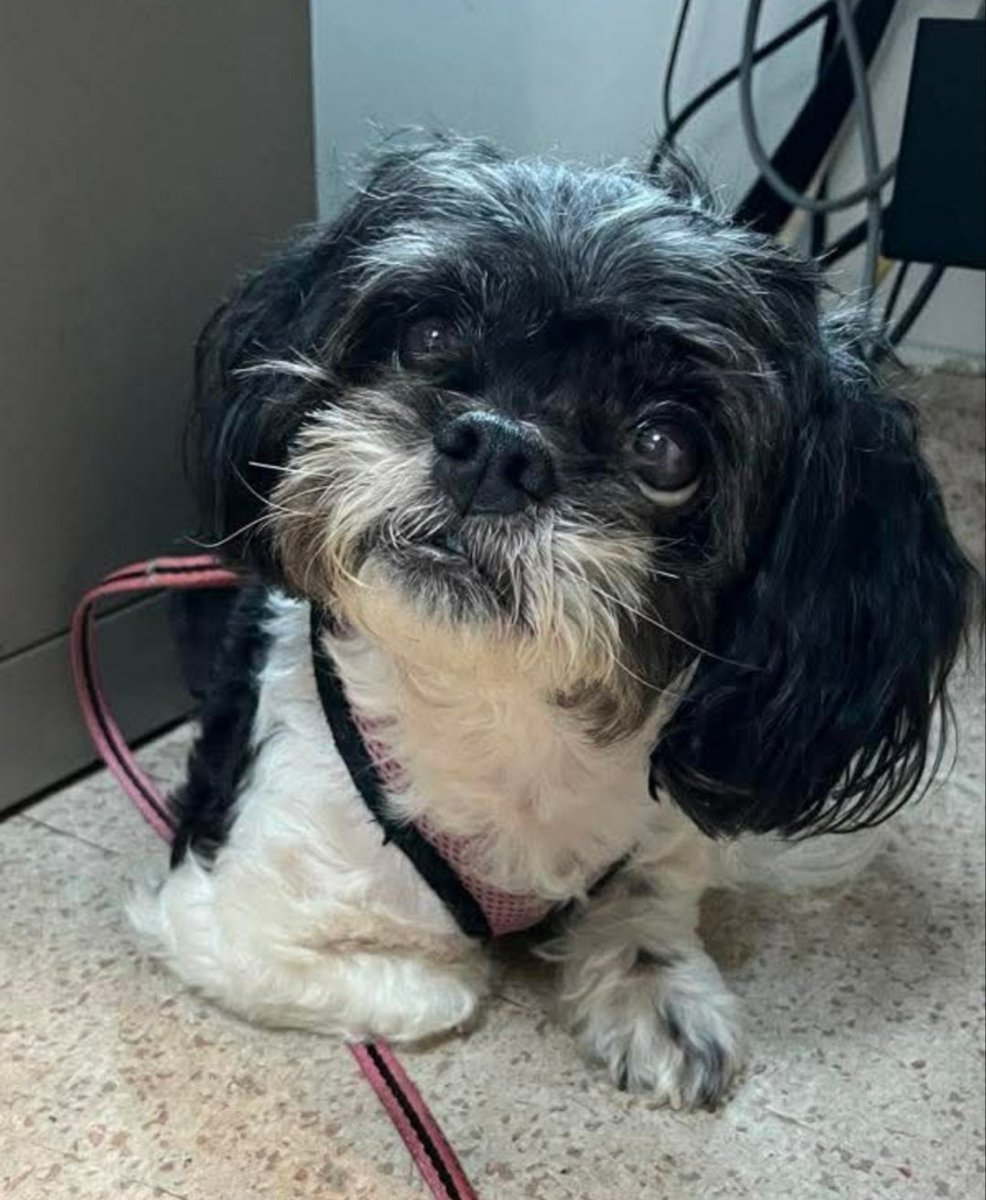 #Manhattan
Did you tie your dog up in Thomas Jefferson Park on 1st Avenue and forget she was there?
How could you leave her behind?
She is now at #NYCACC under the name of Dia, ID 237601
Tiny little sweetheart is scared in the big noisy shelter!