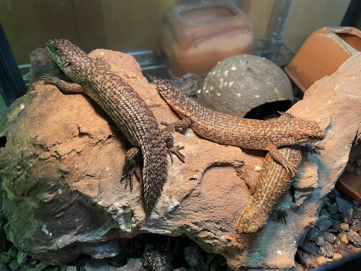 ストケスイワトカゲ2025CB
4匹いますがぷりぷり育ってます。
雌雄わかるかなぁ？？
今週末に見てみます