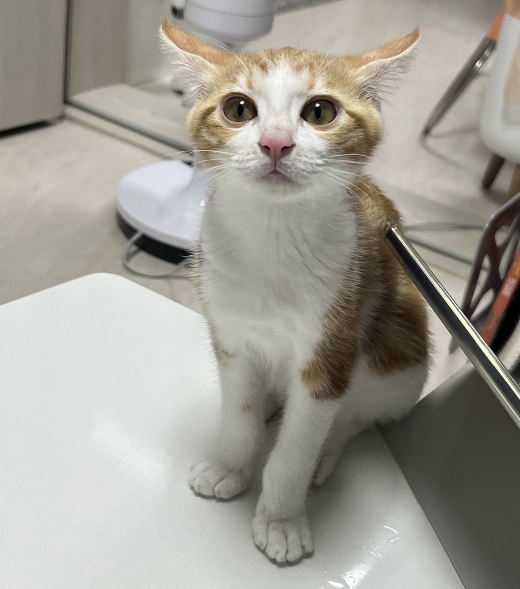 동생언니집에 처음 간 꿀고양이 
어케 이렇게 인상이 바껴

                                                       무더워무더워💦