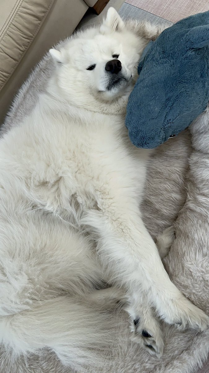 SamoyedYukimaru's tweet photo. 素晴らしい表情のゆきまる
#サモエド https://t.co/lBLVpTCvcC
