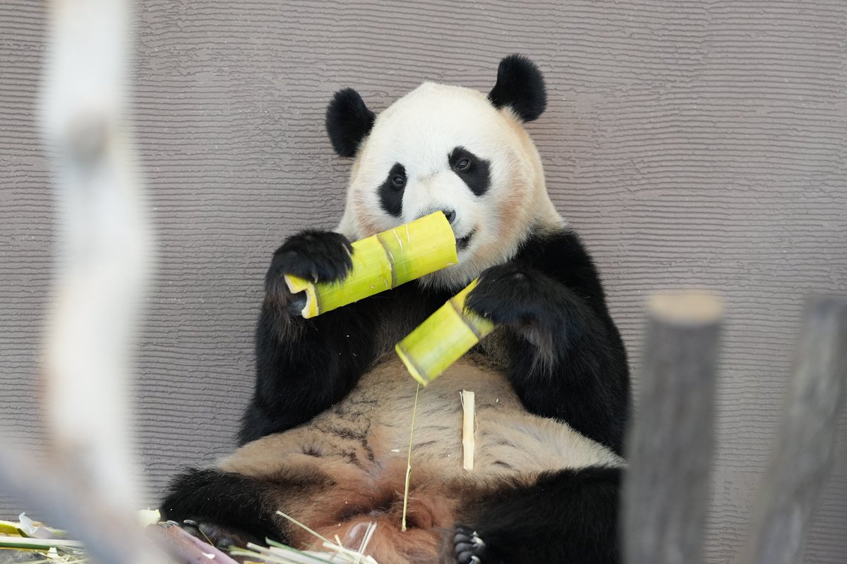 かわいい肉まんパンダの箸置き🐼🐼
とんがりのかわいいあの子たち🎀🍁に見える🫶

#ナチュラルキッチン
#結浜
#楓浜