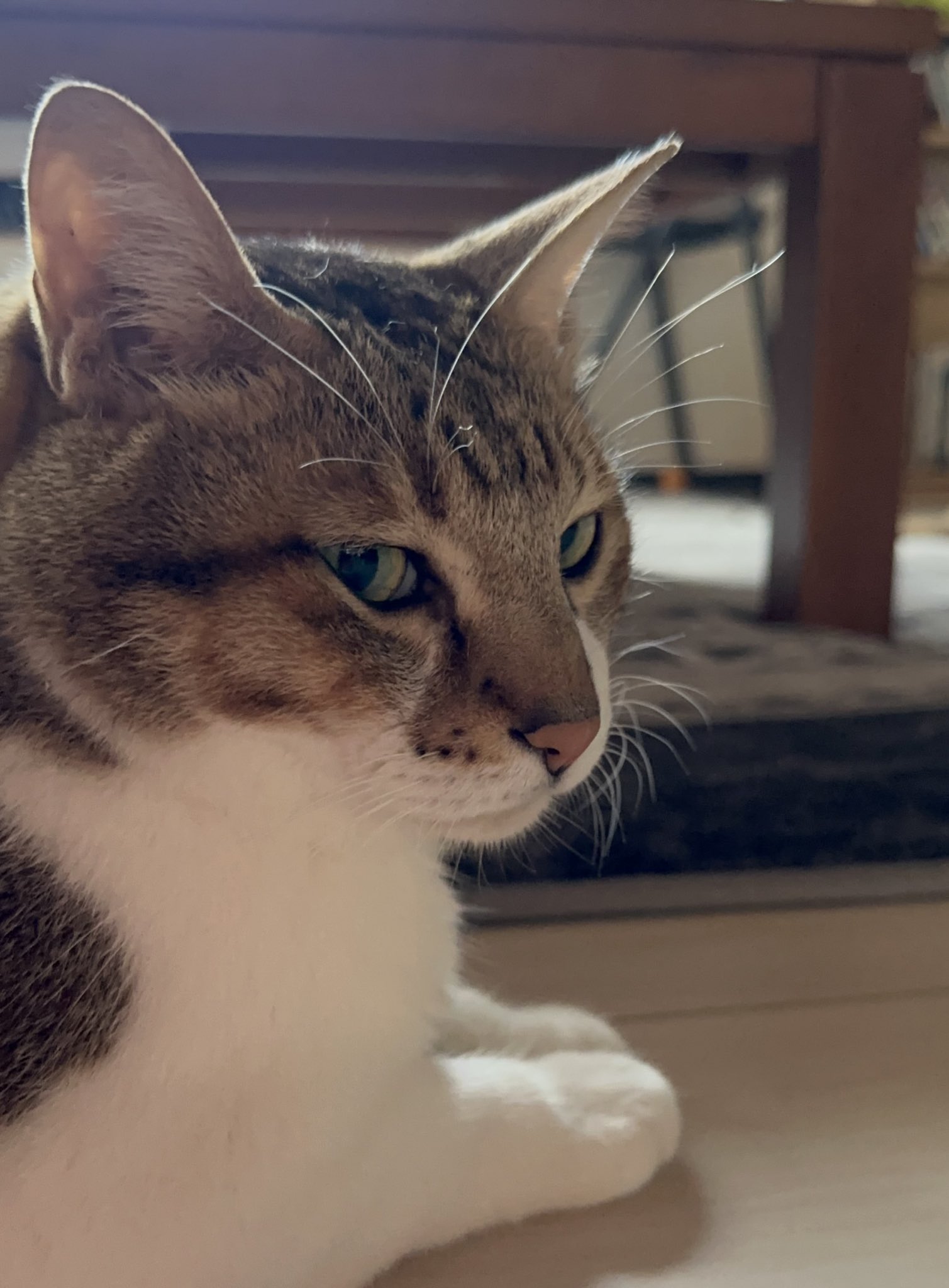 関西の猫好きさん専用 関西の猫好きさん専用 猫好きさんか確かめたい - Search / X