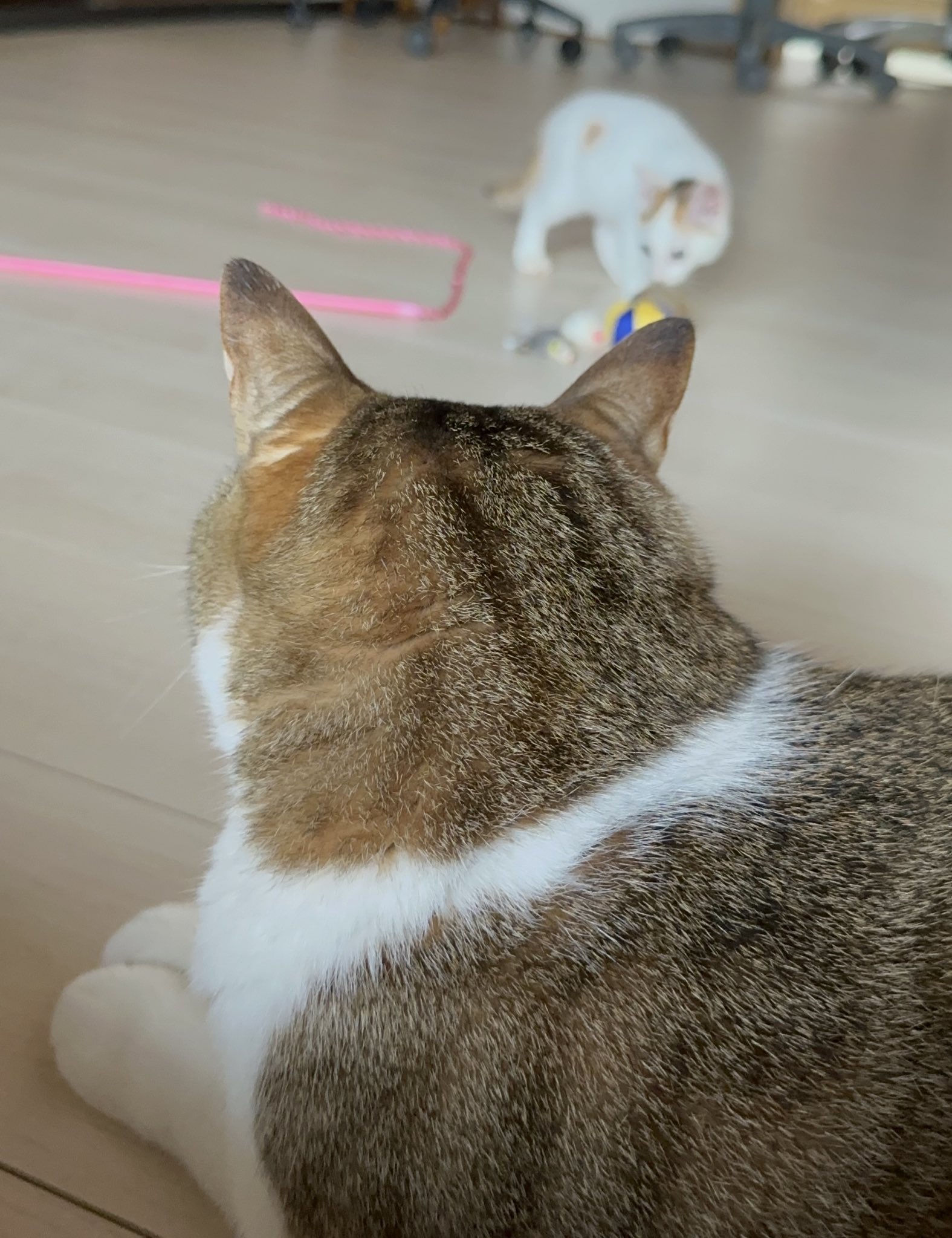 猫が好き 猫が好き | タバネルブックス