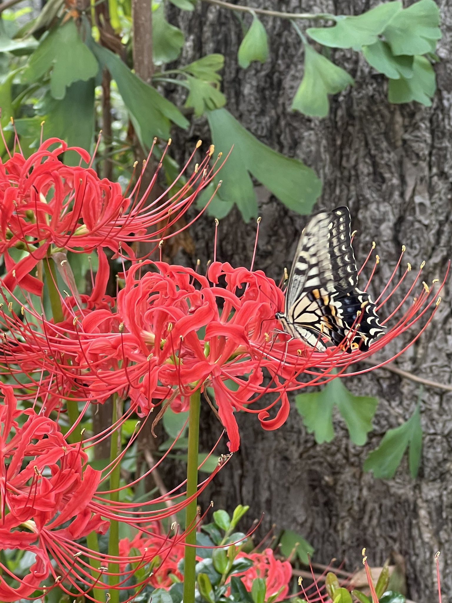 blueocean 🥦🦄🎸 on X: 