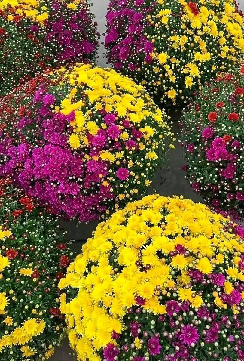 Good Morning 🦋🦚🦋