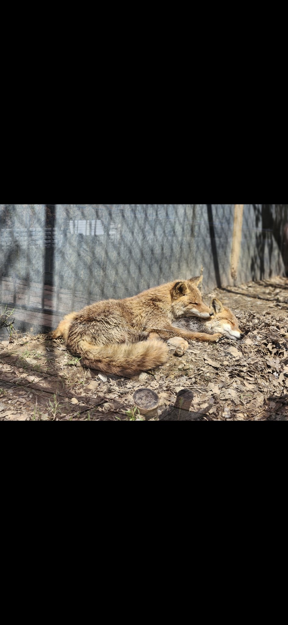 オルゴナイト狐さんNo.405 オルゴナイト狐さんNo.405 sleepy-kai 🔞 on X: