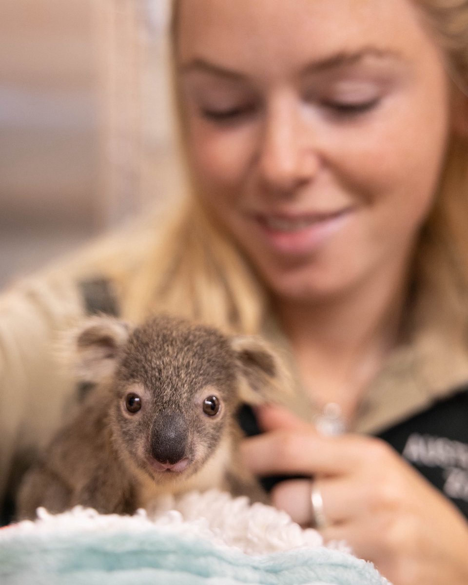 Around the clock, every single day of the year, our incredible team pours their hearts into caring for every animal that comes through our doors. 🐾💙💚 Their dedication, compassion, and expertise mean the difference between life and death for so many native wildlife patients!