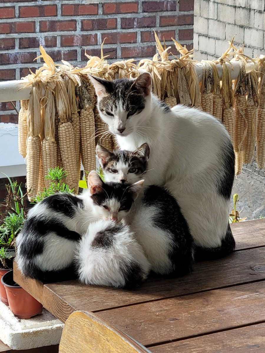 지인 교회냥이들
옹기종기🖤