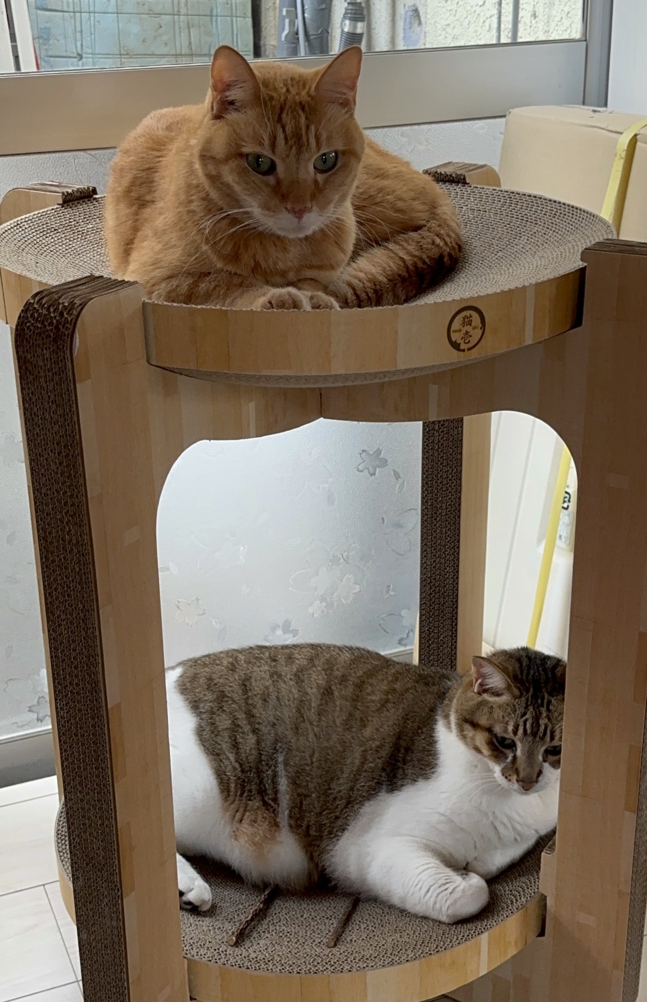 ネコ好きさん もるきち on X: 