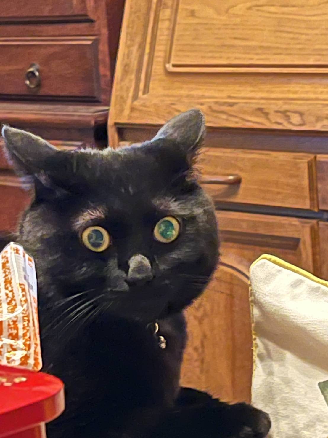 猫ちゃん Amazon.co.jp: キャティーマン (CattyMan) ねこちゃんの国産牛乳