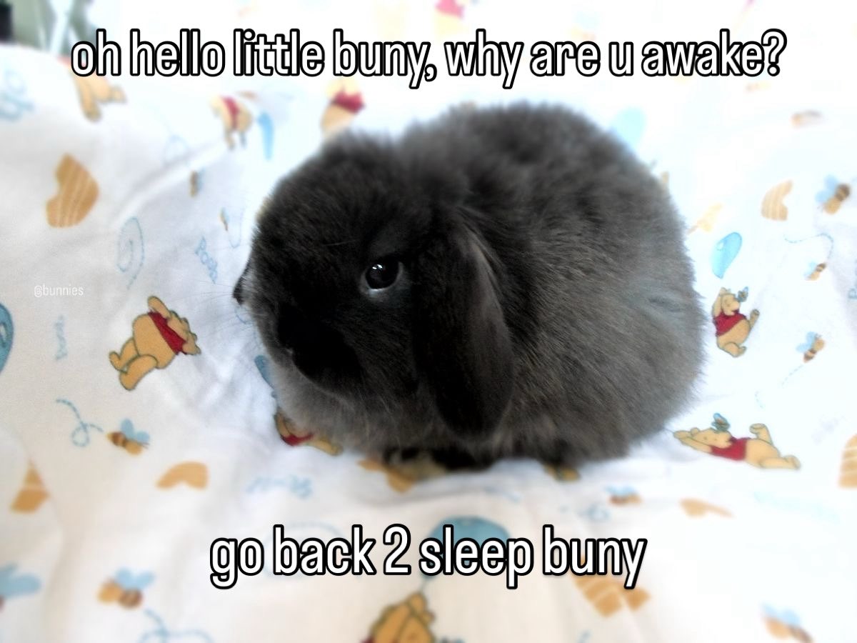 Bunnies (@bunnies) on Twitter photo 