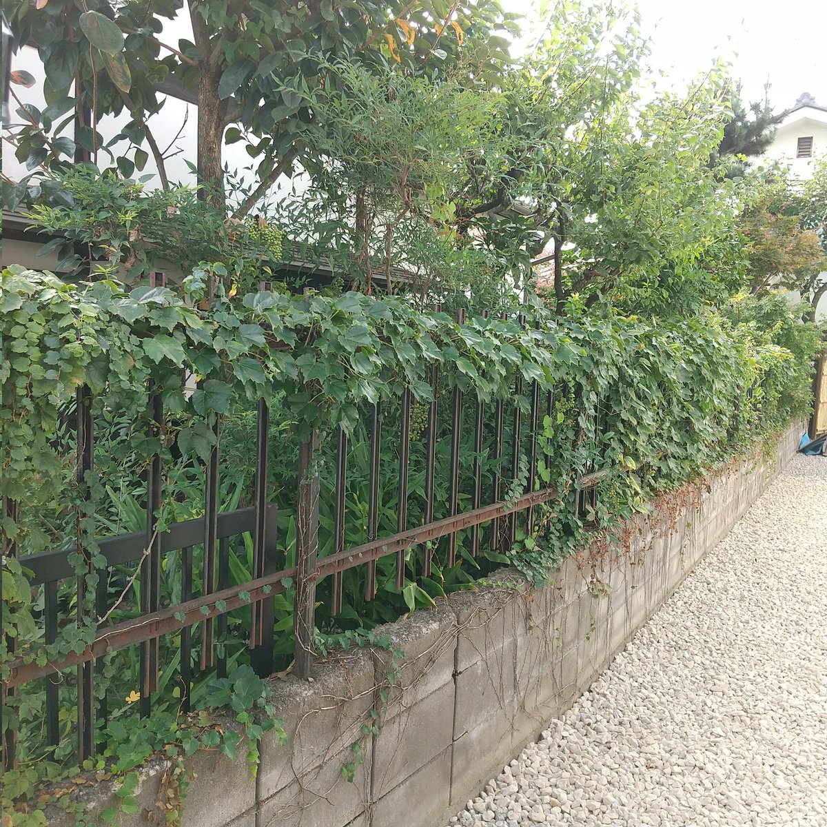 coccoro2021's tweet photo. 今日は年間契約のお宅のお手入れに伺い、長年放置されていた蔦の除去を行いました。
#松本市 #庭仕事 #蔦の除去 #年間契約 #剪定作業 #庭のお手入れ #造園業 #ビフォーアフター #緑のあ��暮らし #学びのこっころ #草木のこっころ https://t.co/4DwiENF01p