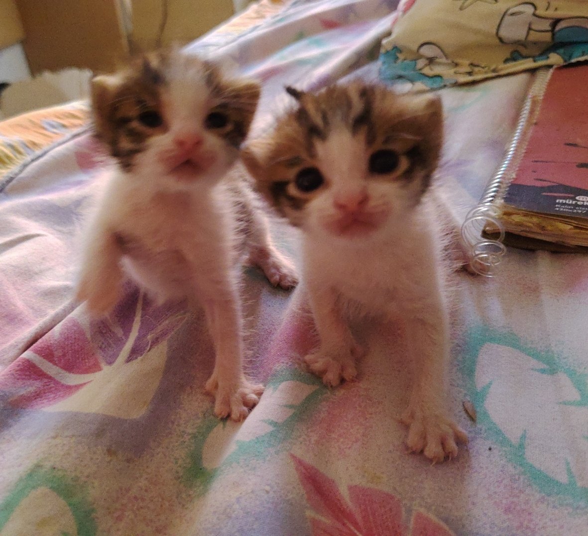 Bisim hala ailemis olmak isteyen kimse mi yok???