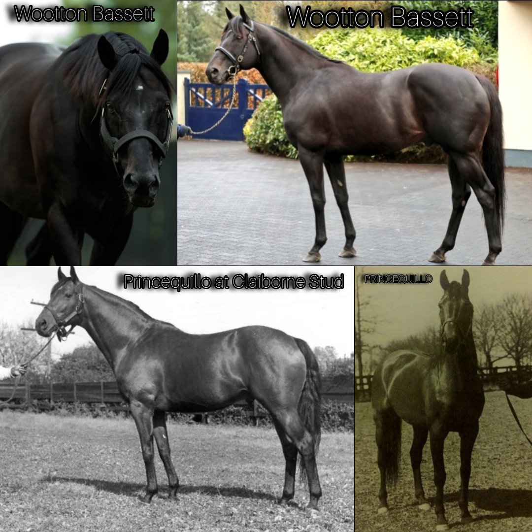 Today, WOOTTON BASSETT leaves the track of life for the eternal green pastures. He doesn’t just go as a champion — he goes as a legend, a stallion who reshaped bloodlines and inspired breeders around the world. Through the great-great-granddam’s line, he carries the timeless gift