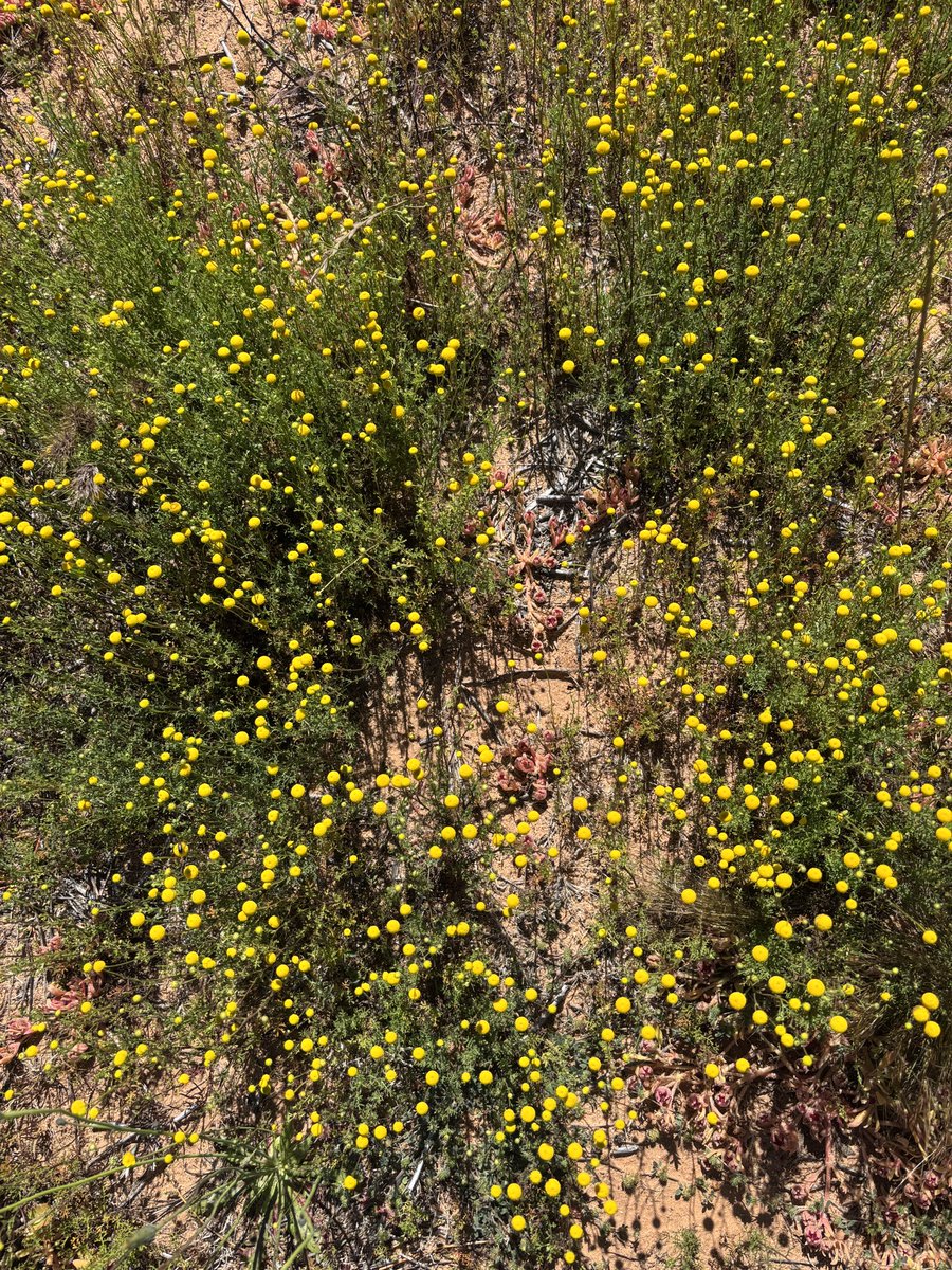 Did you attend a field walk where matricaria trial results were discussed? We are chasing some feedback on this year’s trial work to ensure we are delivering a benefit back to growers. If you have 5 minutes - please fill out the attached survey. 

forms.office.com/r/FDxEnjfK90