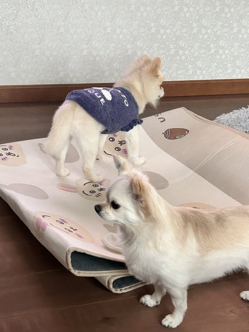 アニメのOPっぽい 