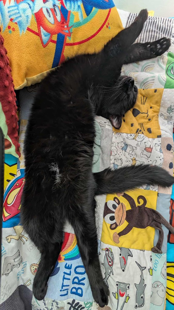 Good morning my friends 😻

It’s Purrsday 😽

I’m girl panfur Domino just saying hello 🐾 

Nothing like a good stretch on a comfy bed 🛌 

#Hedgewatch #CatsAreFamily  #CatsOnX #Purrsday