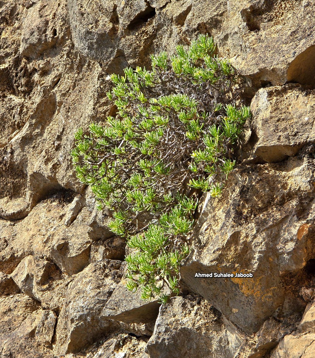 الاسم العلمي:
Iphiona teretifolia Anderb.
نُشرت لأول مرة في
Nordic J. Bot. 5: 180 (1985)
الفصيلة: Asteraceae 
هي الفصيلة النجمية أو الفصيلة المركبة (بالإنجليزية: Asteraceae أو Compositae). وهي أكبر فصيلة نباتية على وجه الأرض، وتضم عدداً هائلاً من النباتات مثل دوار الشمس والخس