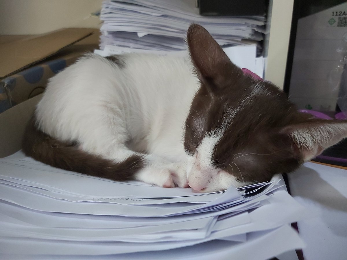 วัวหลับปุ๋ยค่ะ เก็บมือด้วย (เพราะซนจนแบตหมดแล้ว)
น้องยังไม่มีบ้านน้า
#แมวหาบ้าน