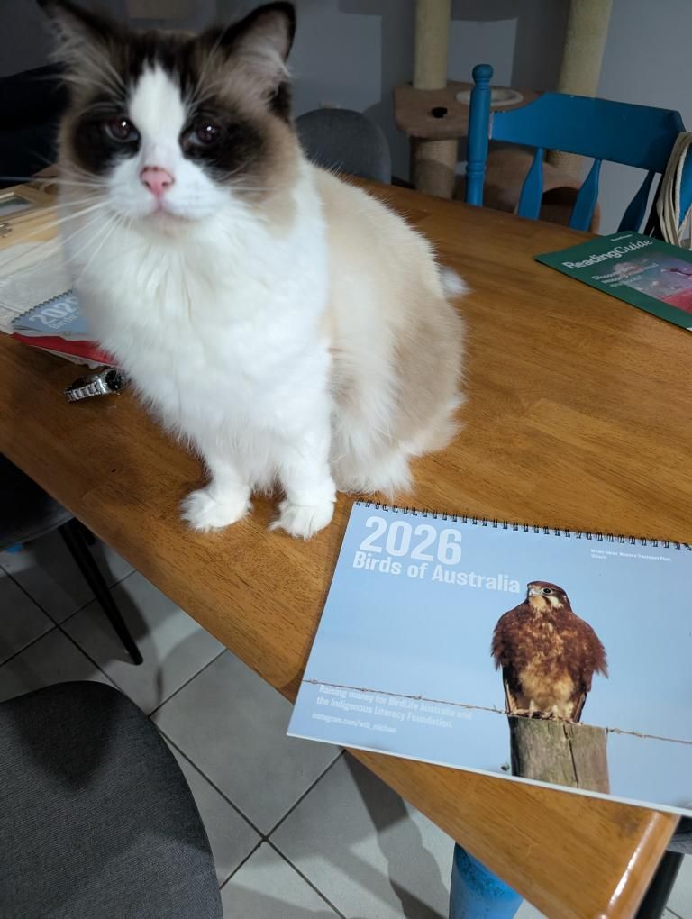 wtb_Michael's tweet image. Don't forget to order everyone's favourite bird calendar! Adequate pictures of excellent birds! All proceeds donated to BirdLife and ILF! Annoying emails from me every September!

birdmichaelbirdcalendars.bigcartel.com