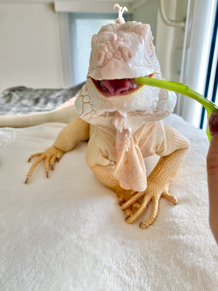 iguana_sun's tweet image. みんな見て🥹
おてて揃えて食べてるの可愛いから見て
#イグアナ
#爬虫類