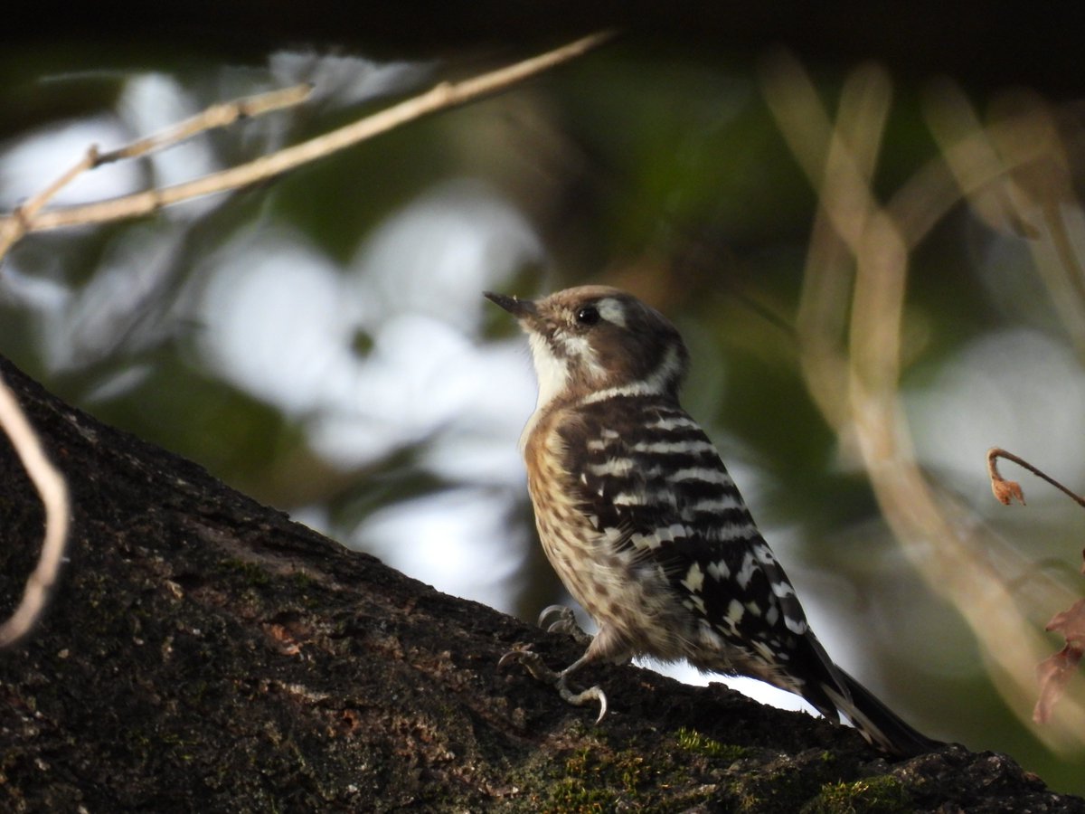 暑さがやわらいで、近所の山にも鳥たちの声がもどってきました。今朝はレギュラーメンバーのメジロやヤマガラなどのほか、アカゲラ・アオゲラ・コゲラのキツツキトリオに、イカルとカケスにも会えました。写真は朝食をさがしているコゲラ。目の上の白い模様が太いまゆ毛みたいでかわいいですよね。