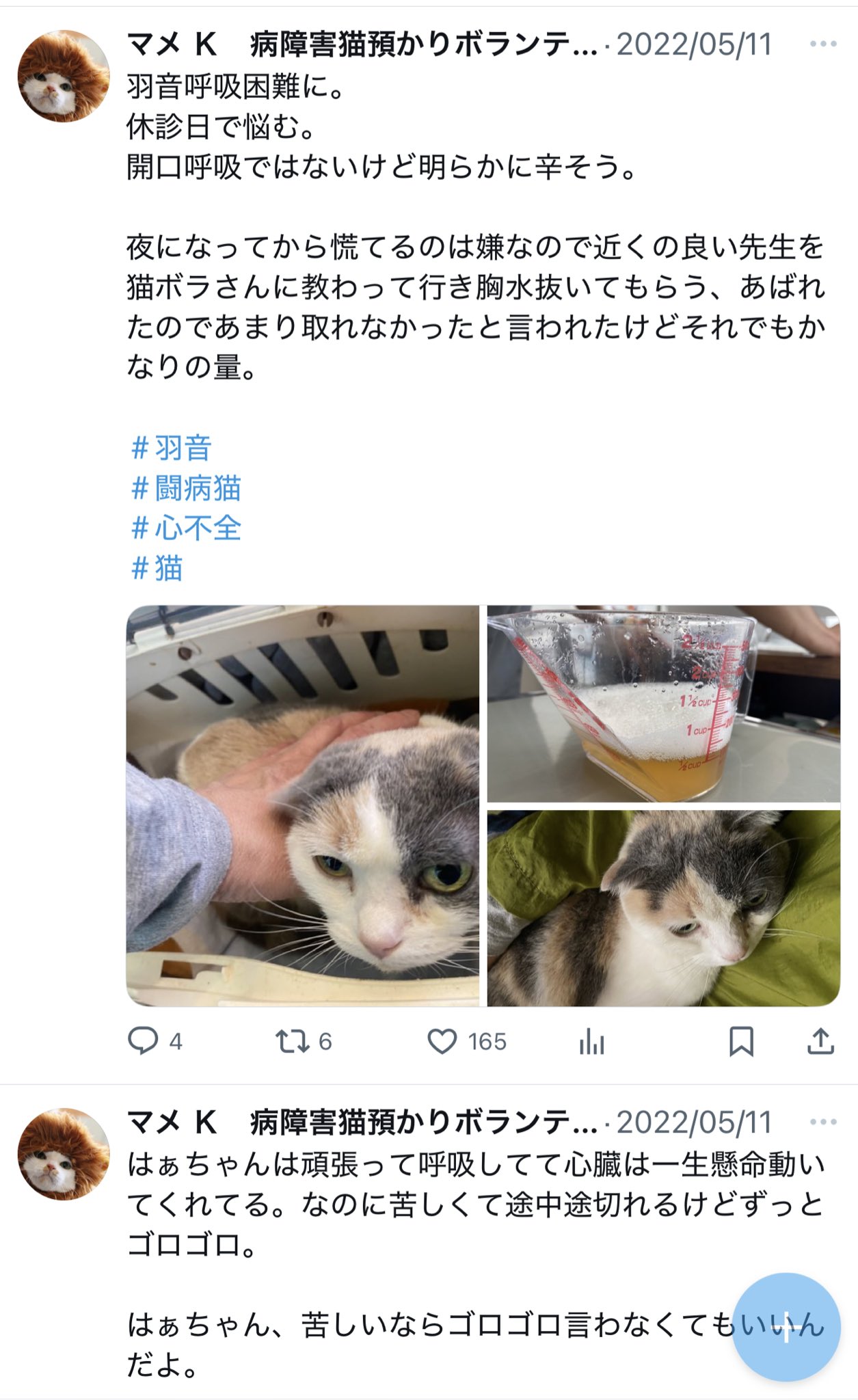マメ K 病障害猫預かりボランティア on X: 