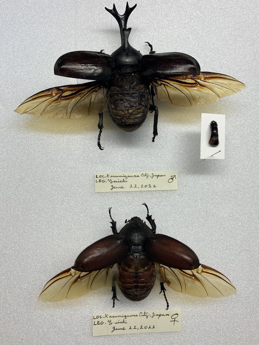 いしちゃん　オサムシ　学術標本 オサムシダマシの一種 Blaps femoralis medusula ♂ 中国