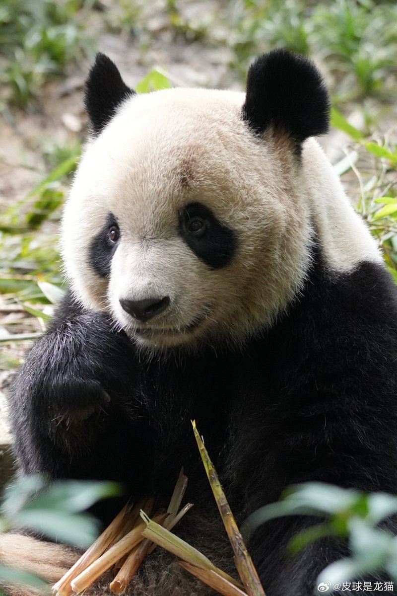 pandas_fr's tweet image. 🐼 🇫🇷🤝🇨🇳 Après l’annonce du départ prochain de #HuanHuan et #YuanZi du @zoobeauval voici des nouvelles de #YuanMeng. Il va bien et voici quelques photos récentes de lui.
📸 22, 24 et 20 septembre / ©️ 皮球是尤猫
Questions / réponses ⤵️
panda.fr/depart-prochai…