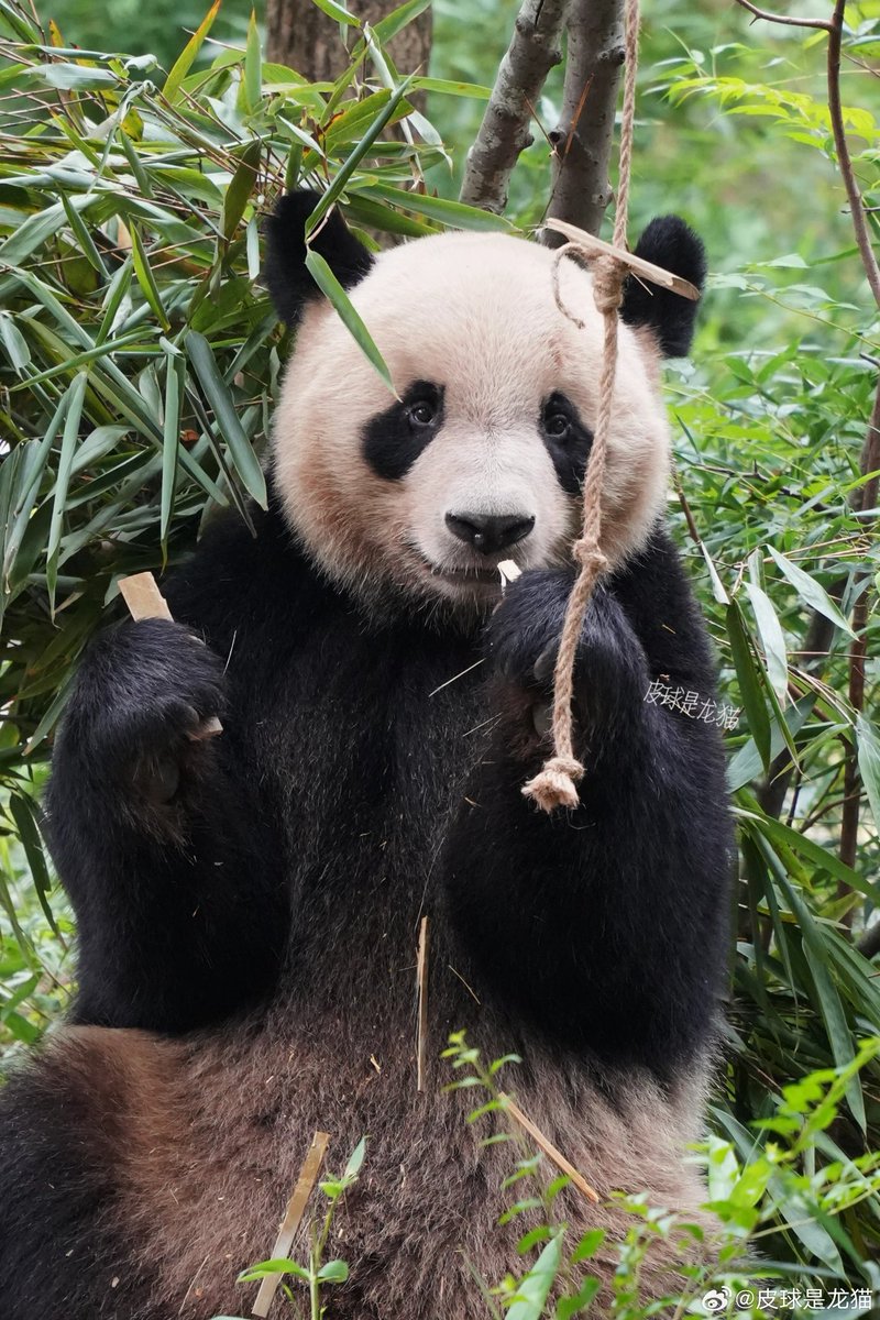pandas_fr's tweet image. 🐼 🇫🇷🤝🇨🇳 Après l’annonce du départ prochain de #HuanHuan et #YuanZi du @zoobeauval voici des nouvelles de #YuanMeng. Il va bien et voici quelques photos récentes de lui.
📸 22, 24 et 20 septembre / ©️ 皮球是尤猫
Questions / réponses ⤵️
panda.fr/depart-prochai…