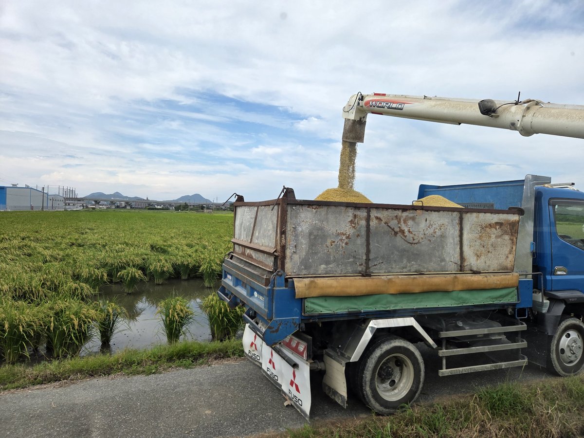 farm1212's tweet photo. 福岡市内の親戚の稲刈り
まだ青いけんもう少し待ったが良いって言ったけど全然聞いてくれん笑
水分29%笑 https://t.co/TZE5jomFIF