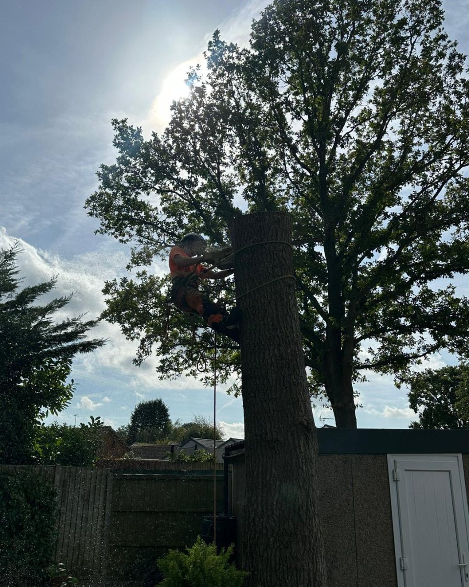 BossBeechwood's tweet image. Carefully removing a protected tree 🌳 Its roots were damaging a garage, so our team is handling it safely and responsibly. 

Need expert tree care? Get in touch today.

#BeechwoodTrees #TreeCare