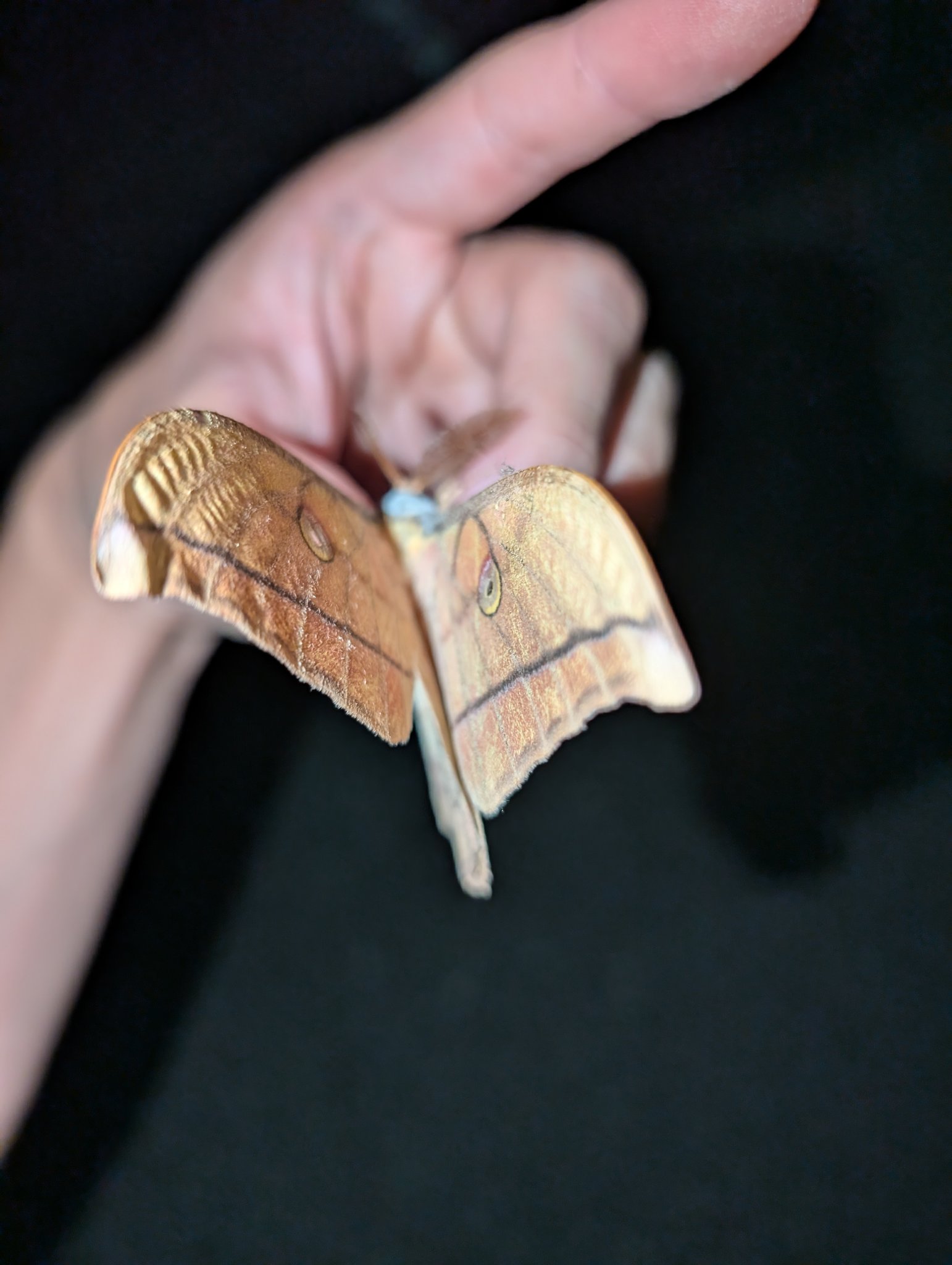 かが【標本】 まとめて かが【標本】 まとめて 過去ポストより投稿した2種類の立体標本を