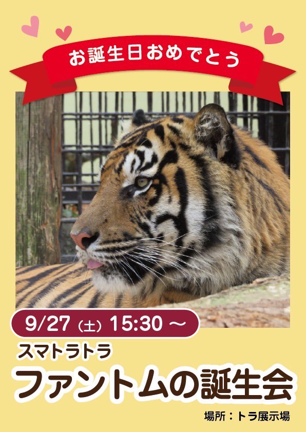 m_phoenixzoo's tweet image. 【 イベントのお知らせ 】
9月27日(土)はスマトラトラの「ファントム」9歳の誕生日!
15:30からの猛獣のお食事タイムでは、ファントムの誕生会を行います。
ぜひご参加ください🐯
#宮崎市フェニックス自然動物園
#スマトラトラ #ファントム