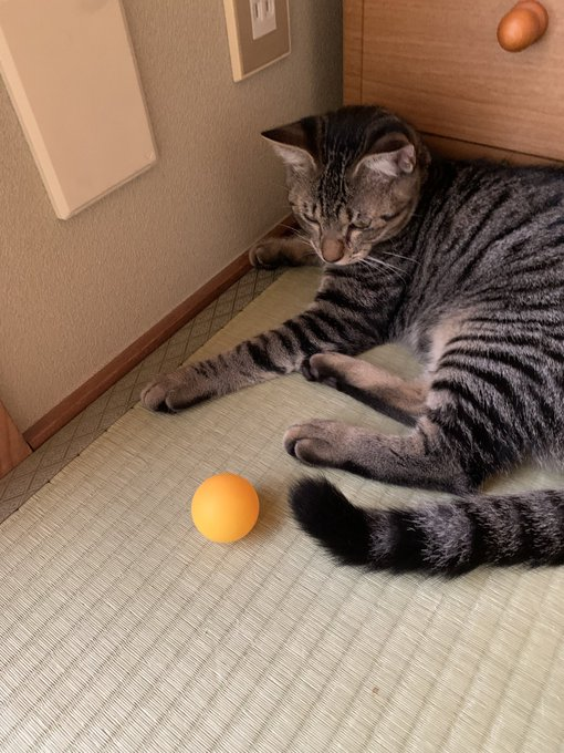 callif569's tweet photo. ピンポン球を追いかけて猫パンチの連続。 
そして一休み。 https://t.co/SRbAjKU6YI