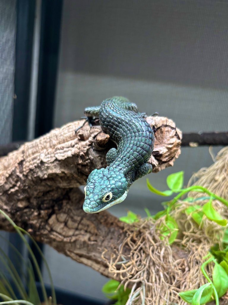 ももれおん😺 (@momoleon2357) / Posts / X